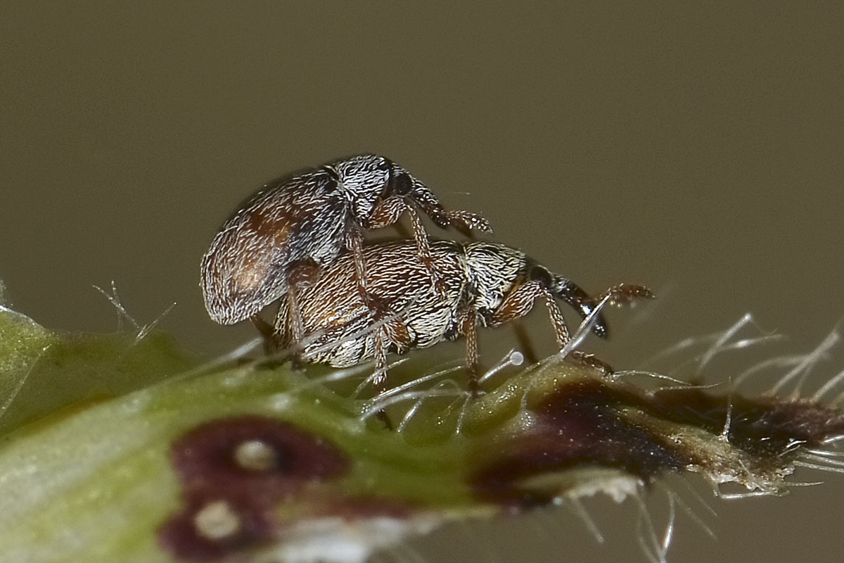 Malvapion malvae - Apionidae